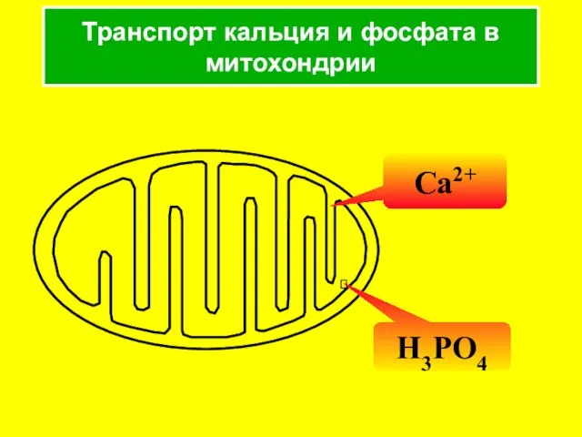 Транспорт кальция и фосфата в митохондрии Ca2+ H3PO4