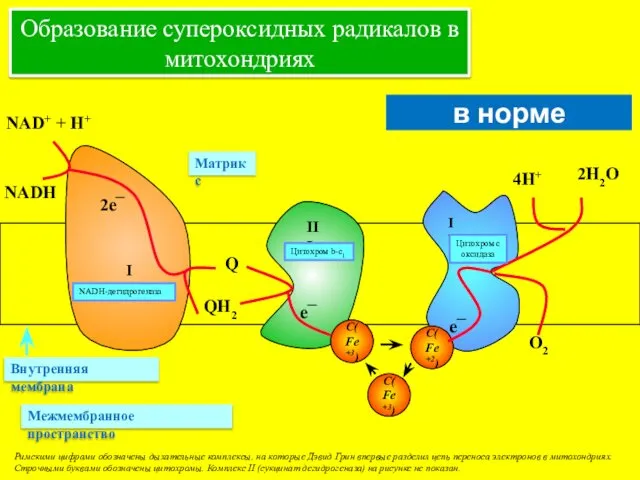 в норме Римскими цифрами обозначены дыхательные комплексы, на которые Дэвид Грин