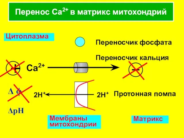 Перенос Ca2+ в матрикс митохондрий