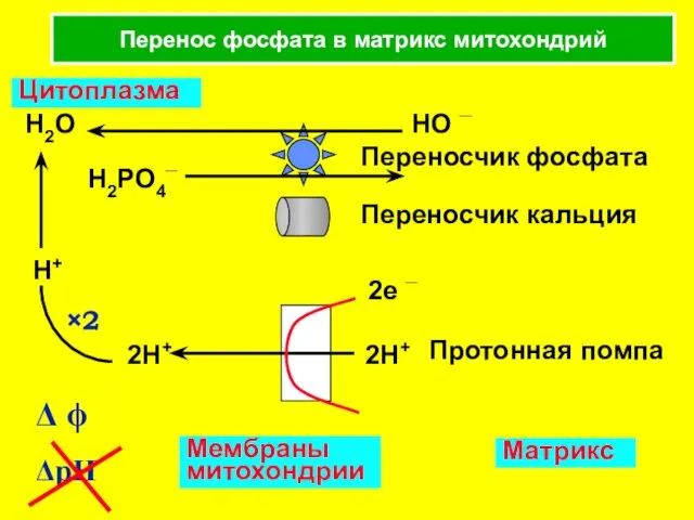 Перенос фосфата в матрикс митохондрий ΔpH Мембраны митохондрии Матрикс Цитоплазма Переносчик