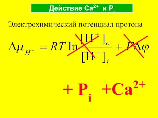 Действие Ca2+ и Pi