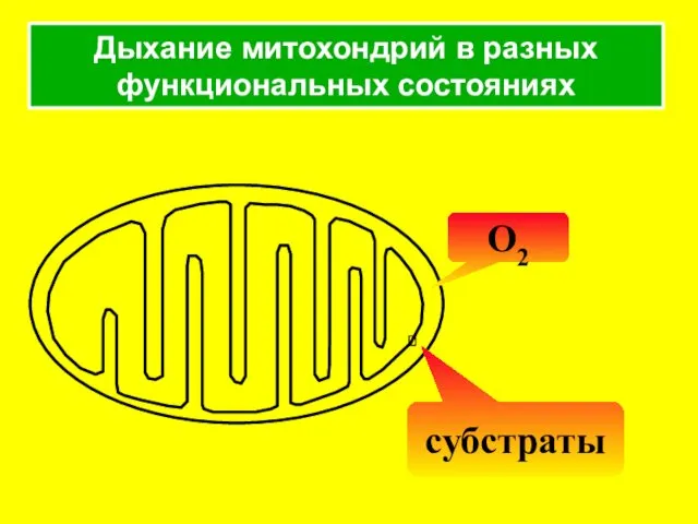 Дыхание митохондрий в разных функциональных состояниях O2 субстраты