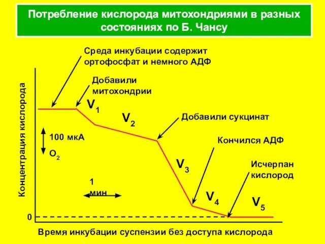 Потребление кислорода митохондриями в разных состояниях по Б. Чансу