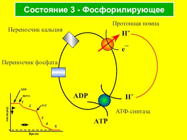 Состояние 3 - Фосфорилирующее Протонная помпа Переносчик кальция Переносчик фосфата АТФ-синтаза