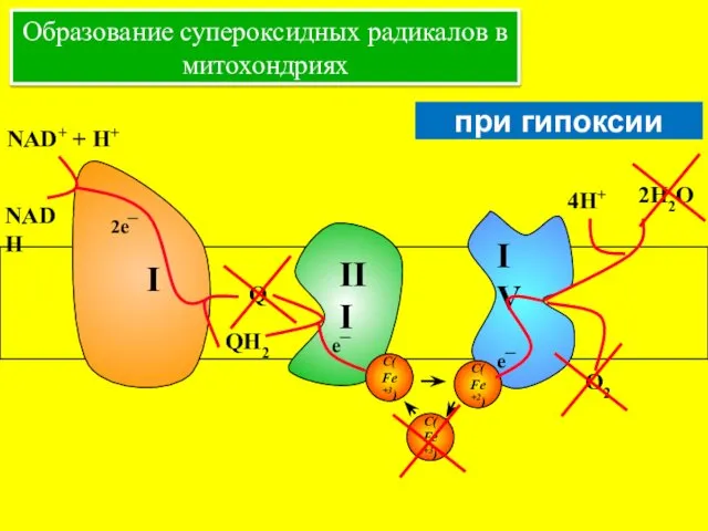 C(Fe+3) e¯ Образование супероксидных радикалов в митохондриях при гипоксии