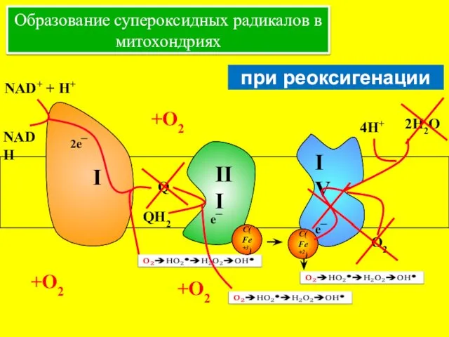 e¯ +О2 +О2 +О2 Образование супероксидных радикалов в митохондриях при реоксигенации