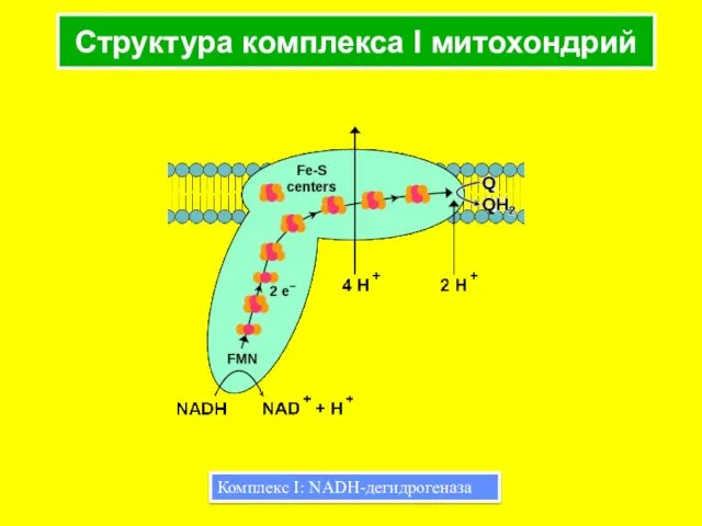 Структура комплекса I митохондрий Комплекс I: NADH-дегидрогеназа