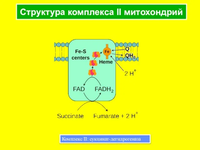 Структура комплекса II митохондрий Комплекс II: сукцинат-дегидрогеназа