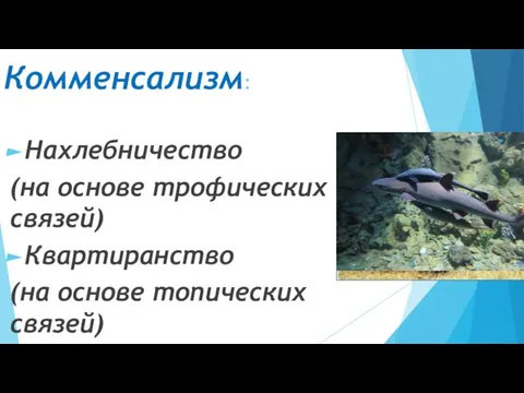 Комменсализм: Нахлебничество (на основе трофических связей) Квартиранство (на основе топических связей)