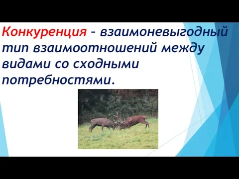 Конкуренция – взаимоневыгодный тип взаимоотношений между видами со сходными потребностями.