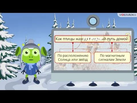 Как птицы находят верный путь домой Зимующие Перелётные Птицы По расположению