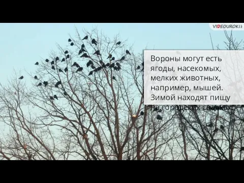 Вороны могут есть ягоды, насекомых, мелких животных, например, мышей. Зимой находят пищу на городских свалках.