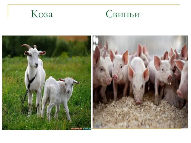 Коза Свиньи