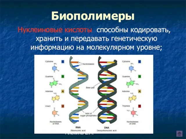 Алехина Е.А. Биополимеры Нуклеиновые кислоты способны кодировать, хранить и передавать генетическую информацию на молекулярном уровне;