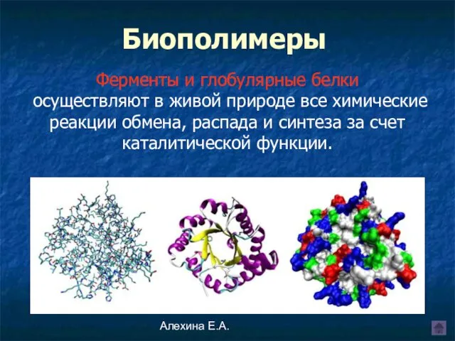 Алехина Е.А. Биополимеры Ферменты и глобулярные белки осуществляют в живой природе