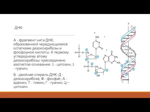 ДНК: А - фрагмент нити ДНК, образованной чередующимися остатками дезоксирибозы и