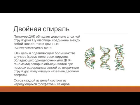 Двойная спираль Полимер ДНК обладает довольно сложной структурой. Нуклеотиды соединены между