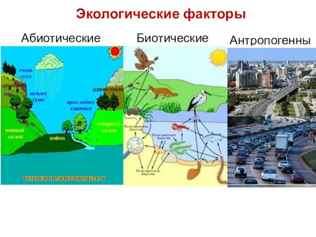 Экологические факторы Абиотические Биотические Антропогенные