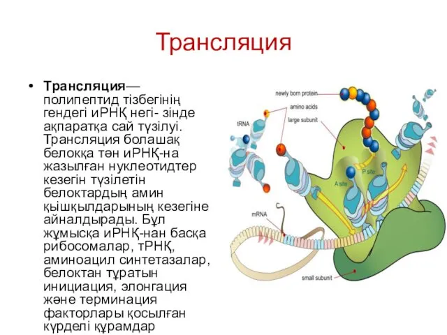 Трансляция Трансляция— полипептид тізбегінің гендегі иРНҚ негі- зінде ақпаратқа сай түзілуі.