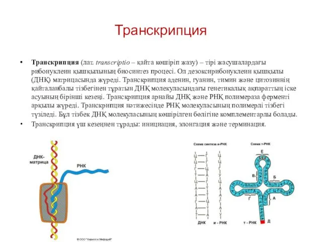 Транскрипция Транскрипция (лат. transcrіptіo – қайта көшіріп жазу) – тірі жасушалардағы