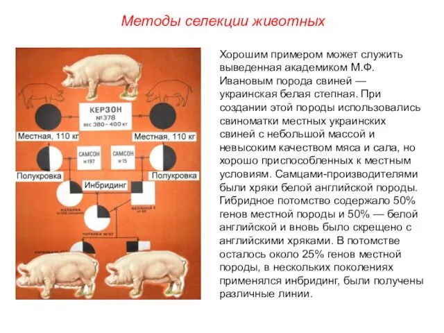 Хорошим примером может служить выведенная академиком М.Ф.Ивановым порода свиней — украинская