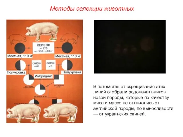 В потомстве от скрещивания этих линий отобрали родоначальников новой породы, которые