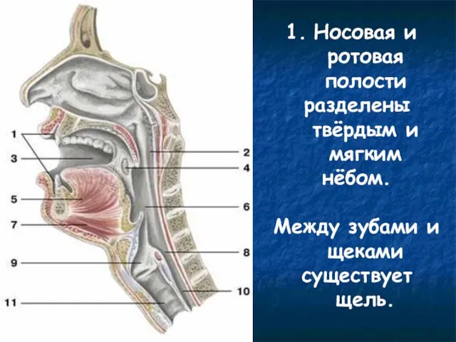 Носовая и ротовая полости разделены твёрдым и мягким нёбом. Между зубами и щеками существует щель.