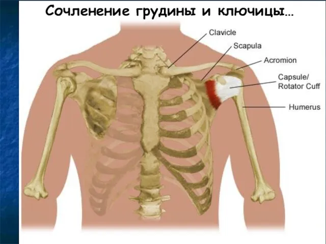 Сочленение грудины и ключицы… Сочленение грудины и ключицы…