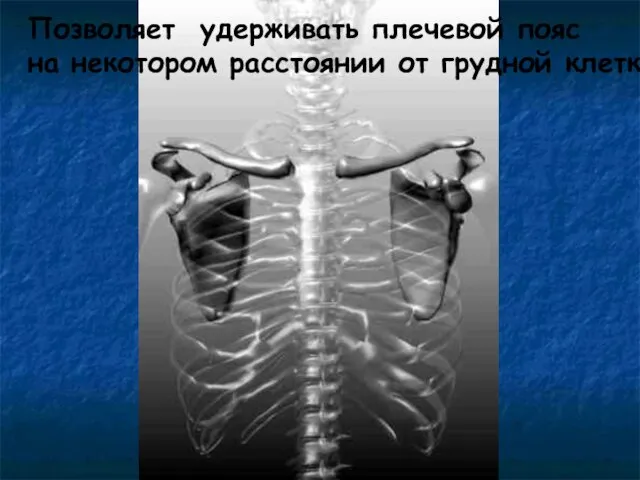 Позволяет удерживать плечевой пояс на некотором расстоянии от грудной клетки.