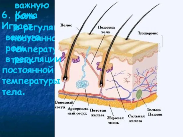 6. Кожа Играет важную роль в регуляции постоянной температуры тела. 6.