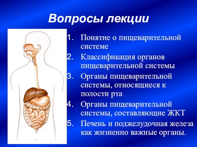 Вопросы лекции Понятие о пищеварительной системе Классификация органов пищеварительной системы Органы