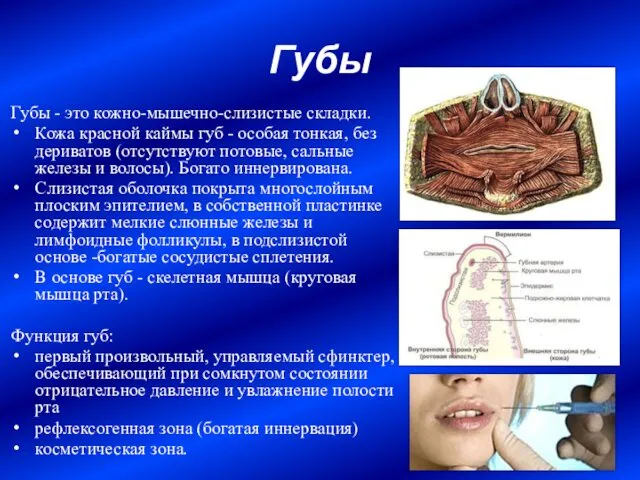 Губы Губы - это кожно-мышечно-слизистые складки. Кожа красной каймы губ -