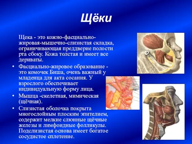 Щёки Щека - это кожно-фасциально-жировая-мышечно-слизистая складка, ограничивающая преддверие полости рта сбоку.