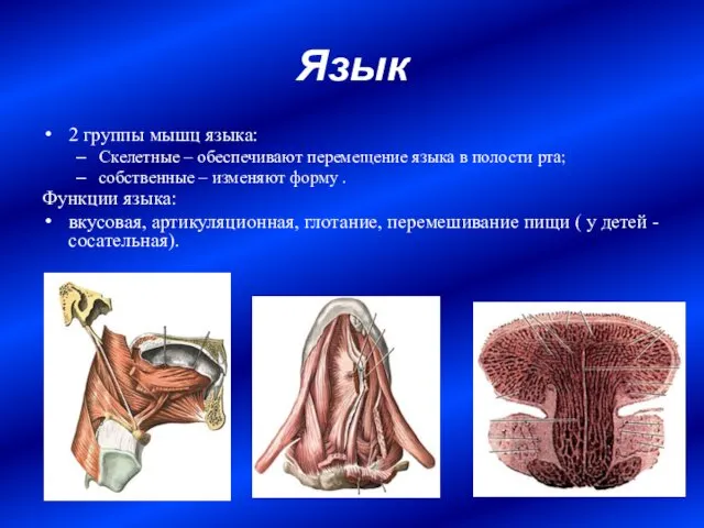 Язык 2 группы мышц языка: Скелетные – обеспечивают перемещение языка в