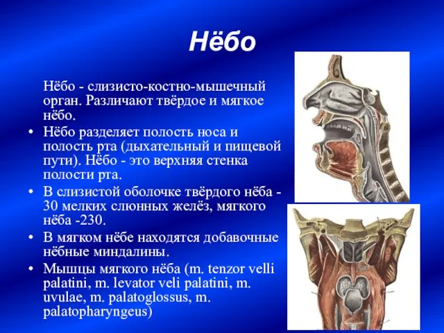 Нёбо Нёбо - слизисто-костно-мышечный орган. Различают твёрдое и мягкое нёбо. Нёбо