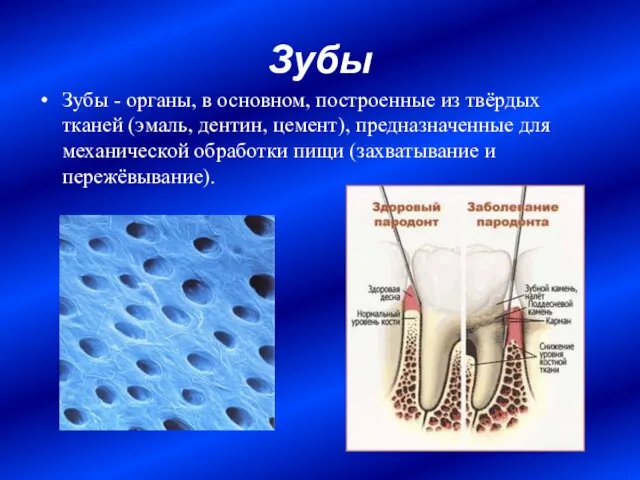 Зубы Зубы - органы, в основном, построенные из твёрдых тканей (эмаль,