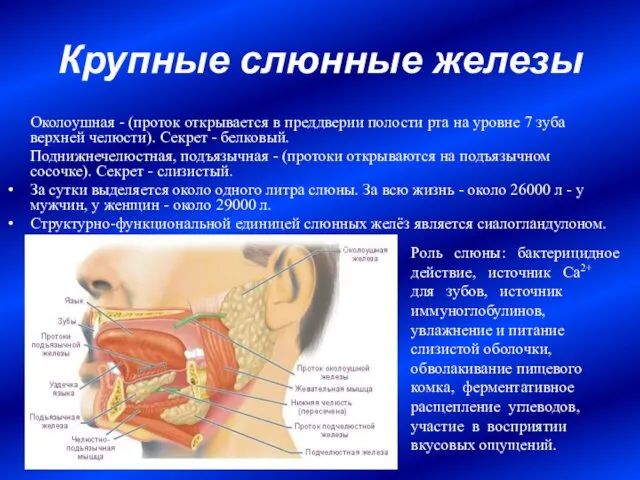 Крупные слюнные железы Околоушная - (проток открывается в преддверии полости рта