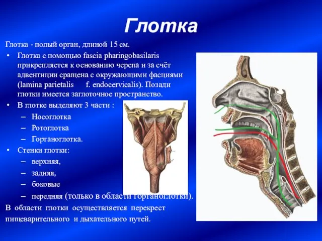 Глотка Глотка - полый орган, длиной 15 см. Глотка с помощью