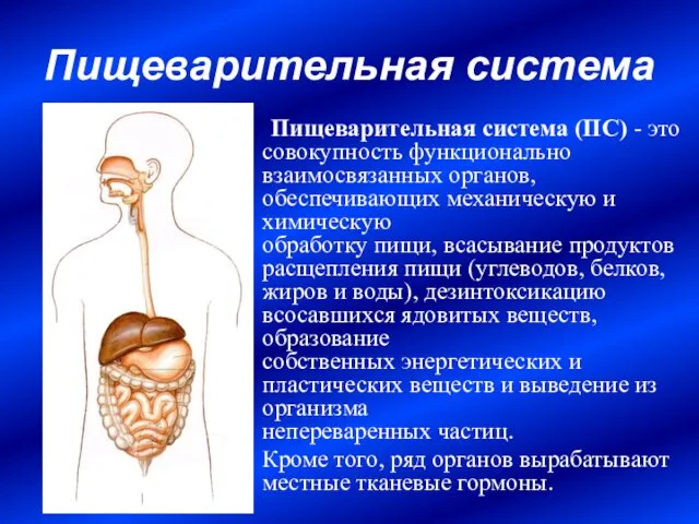Пищеварительная система Пищеварительная система (ПС) - это совокупность функционально взаимосвязанных органов,