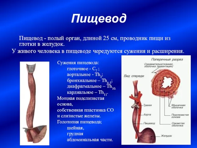 Пищевод Пищевод - полый орган, длиной 25 см, проводник пищи из