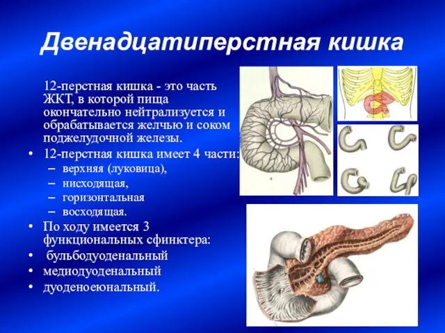 Двенадцатиперстная кишка 12-перстная кишка - это часть ЖКТ, в которой пища