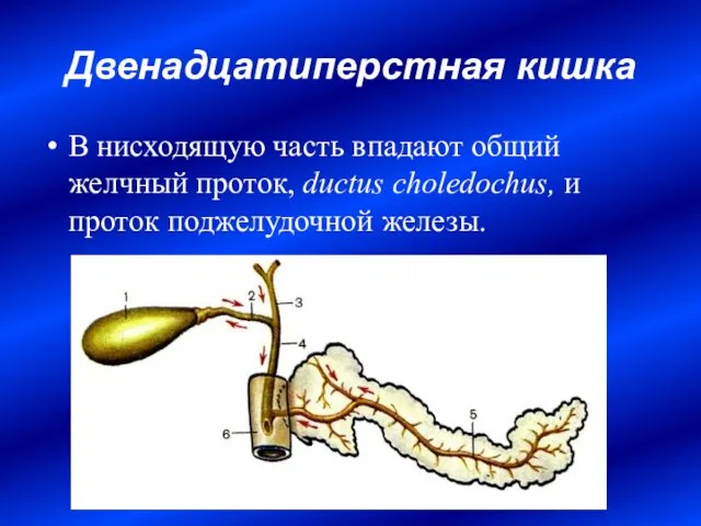 Двенадцатиперстная кишка В нисходящую часть впадают общий желчный проток, ductus choledochus, и проток поджелудочной железы.