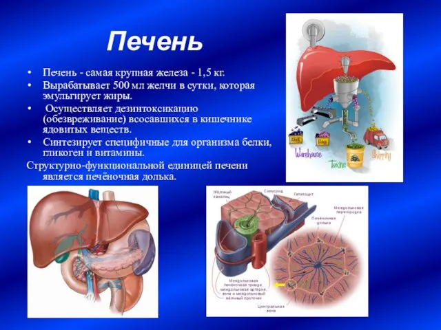 Печень Печень - самая крупная железа - 1,5 кг. Вырабатывает 500