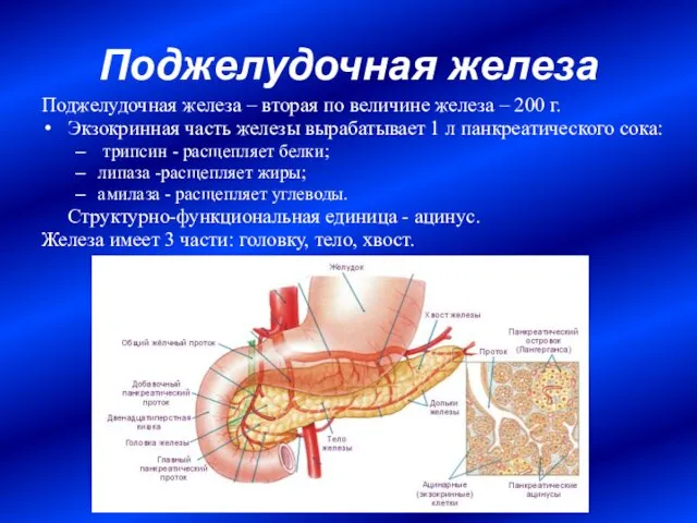 Поджелудочная железа Поджелудочная железа – вторая по величине железа – 200