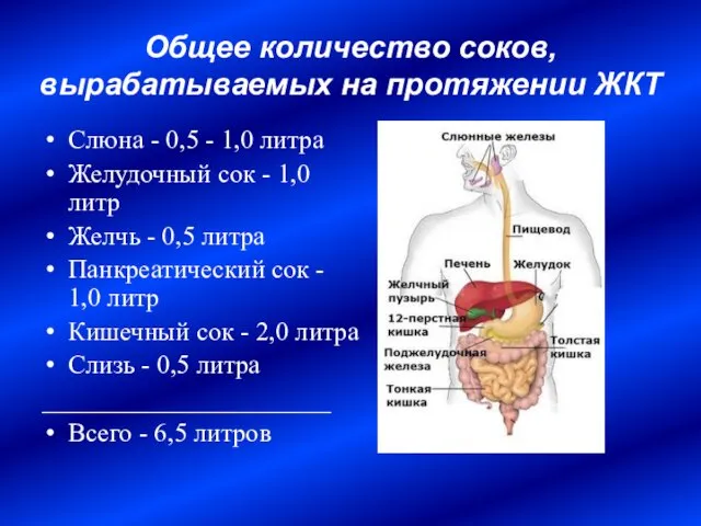 Общее количество соков, вырабатываемых на протяжении ЖКТ Слюна - 0,5 -