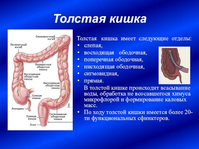 Толстая кишка Толстая кишка имеет следующие отделы: слепая, восходящая ободочная, поперечная