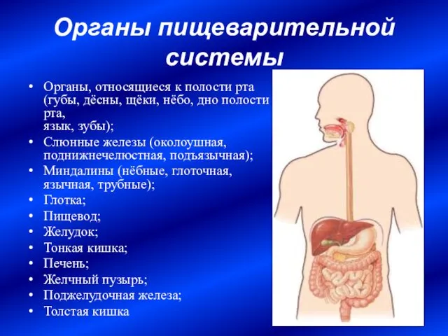 Органы пищеварительной системы Органы, относящиеся к полости рта (губы, дёсны, щёки,