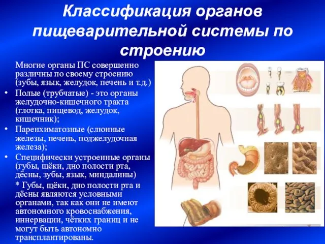 Классификация органов пищеварительной системы по строению Многие органы ПС совершенно различны