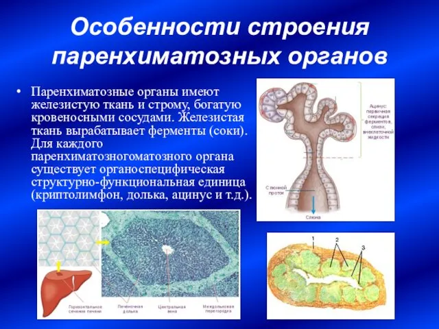 Особенности строения паренхиматозных органов Паренхиматозные органы имеют железистую ткань и строму,