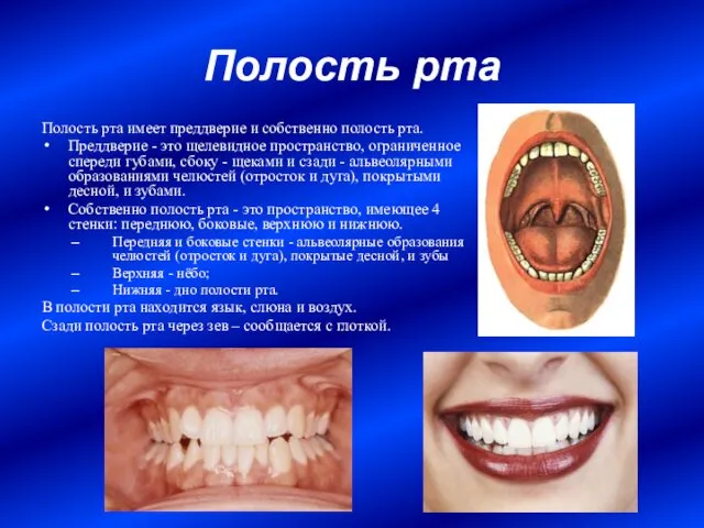 Полость рта Полость рта имеет преддверие и собственно полость рта. Преддверие